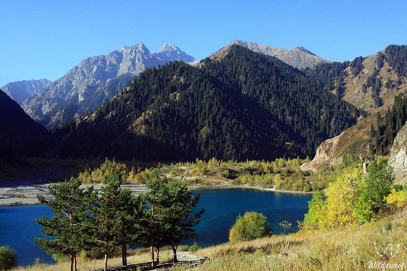 Жалғыз компания Алатауды игере ала ма?