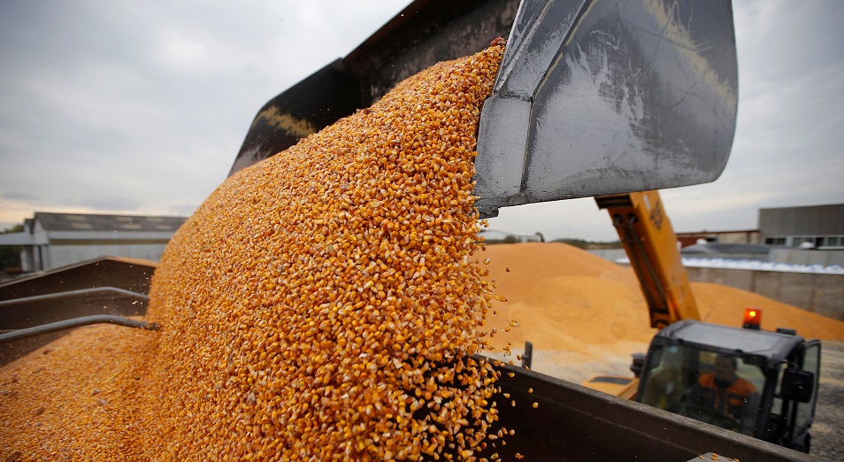 Ақмолалық диқандар көктемгі егісті аяқтады