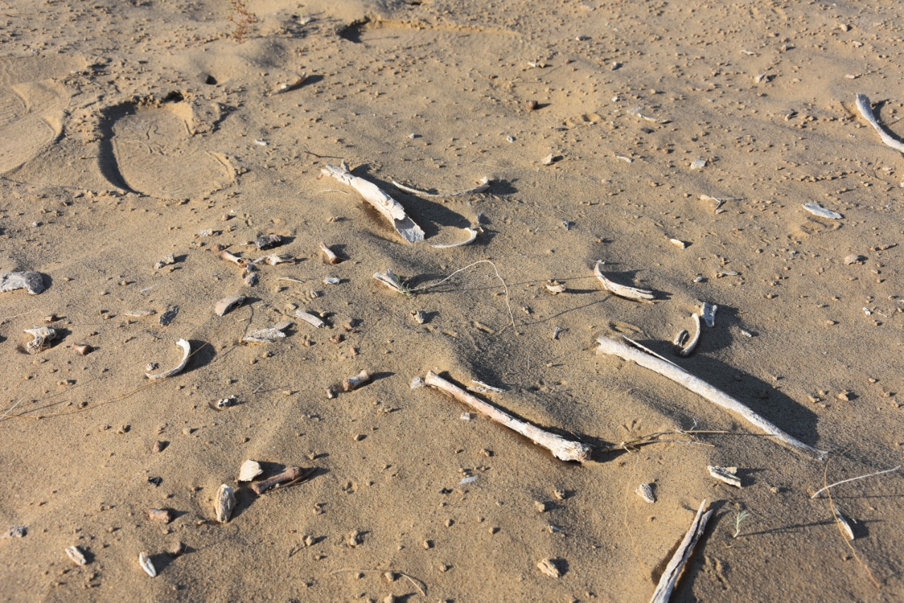 Қарақұмдағы қазына