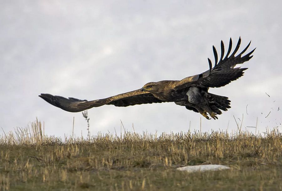 «...Тауыңда қыран қалды ма?»