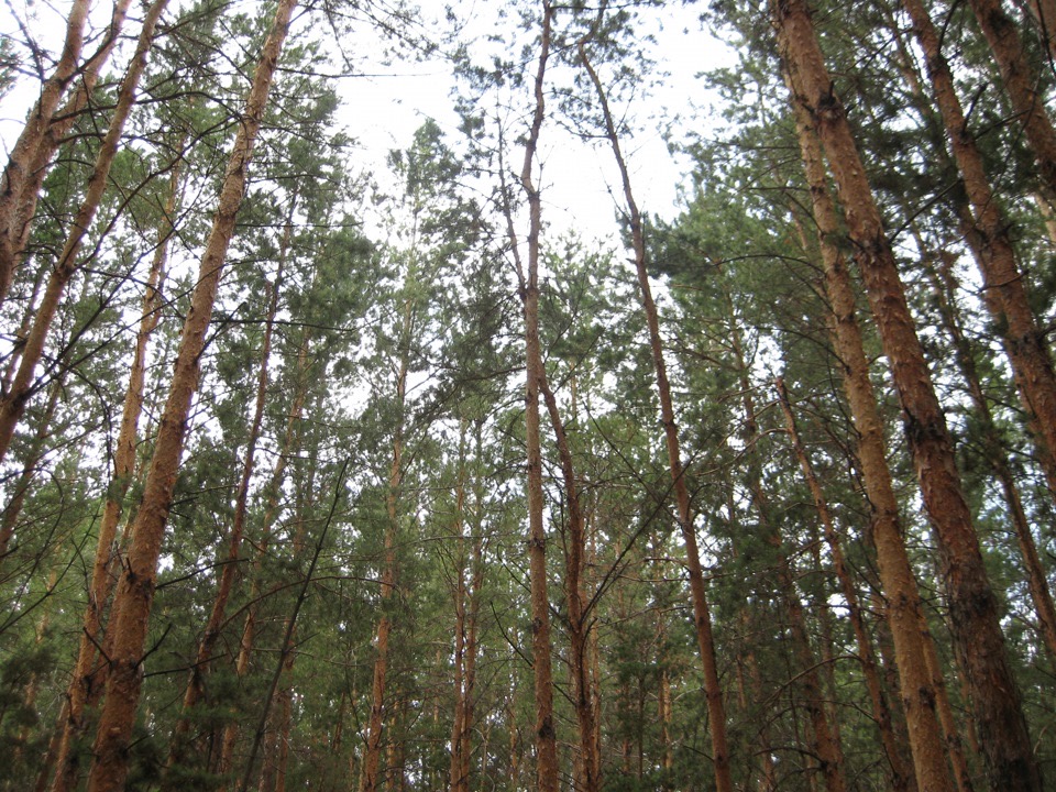 Павлодар облысының ормандарында 2 миллионға жуық аң бар