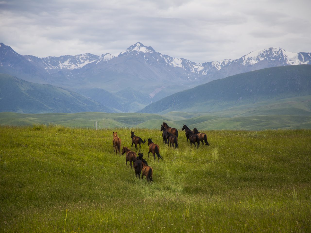 Үшқоңырдан самғаған сұңқар