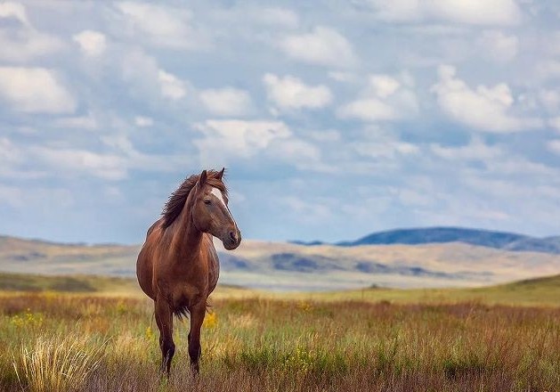 Қазақ жылқысының жеті жоғы қашан түгенделеді?