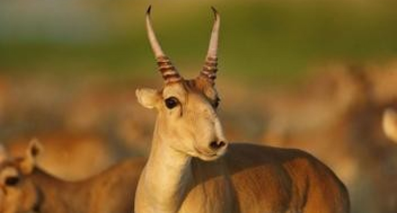 Қорқыныш еліндегі коралин Қорқыныш еліндегі коралин