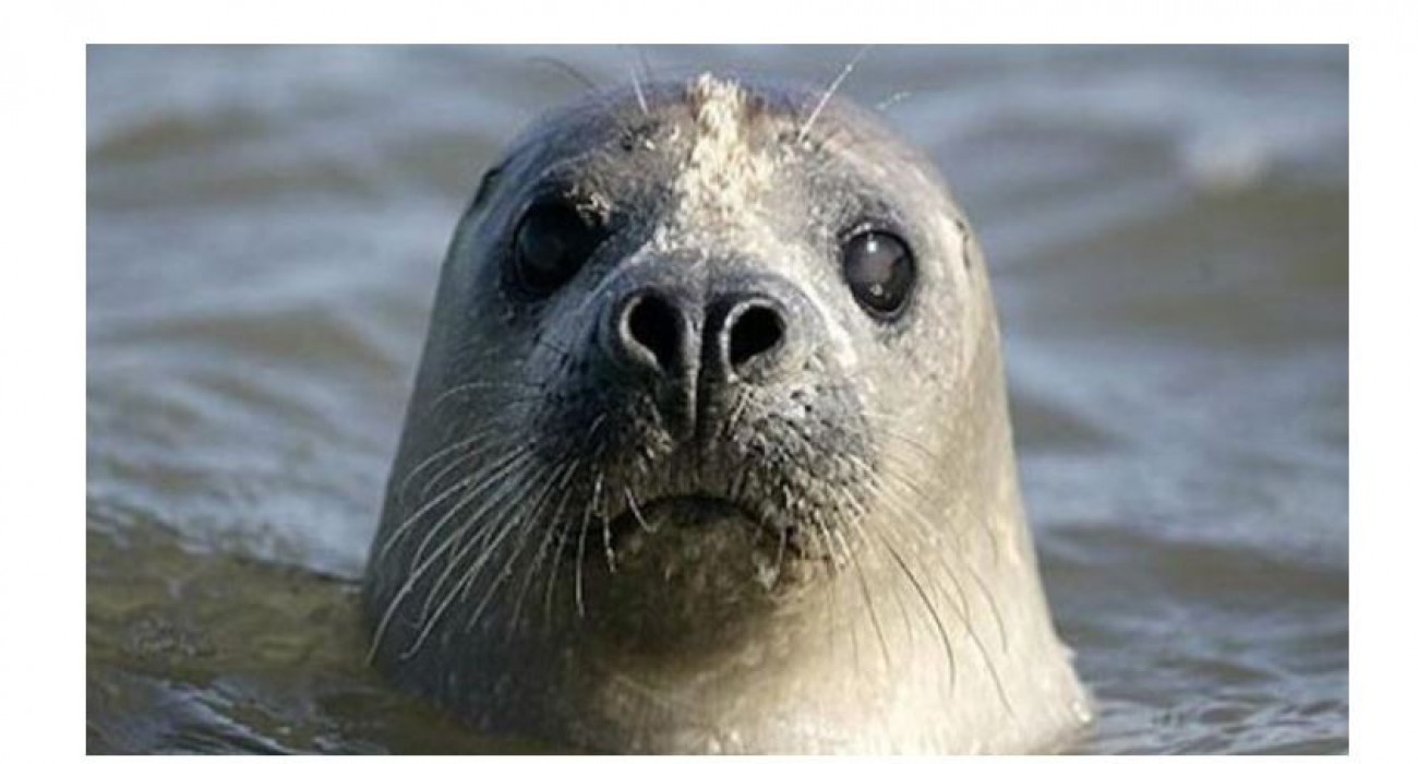 Порно азғындық Үлкен сиськи порно актрисалар каталогы