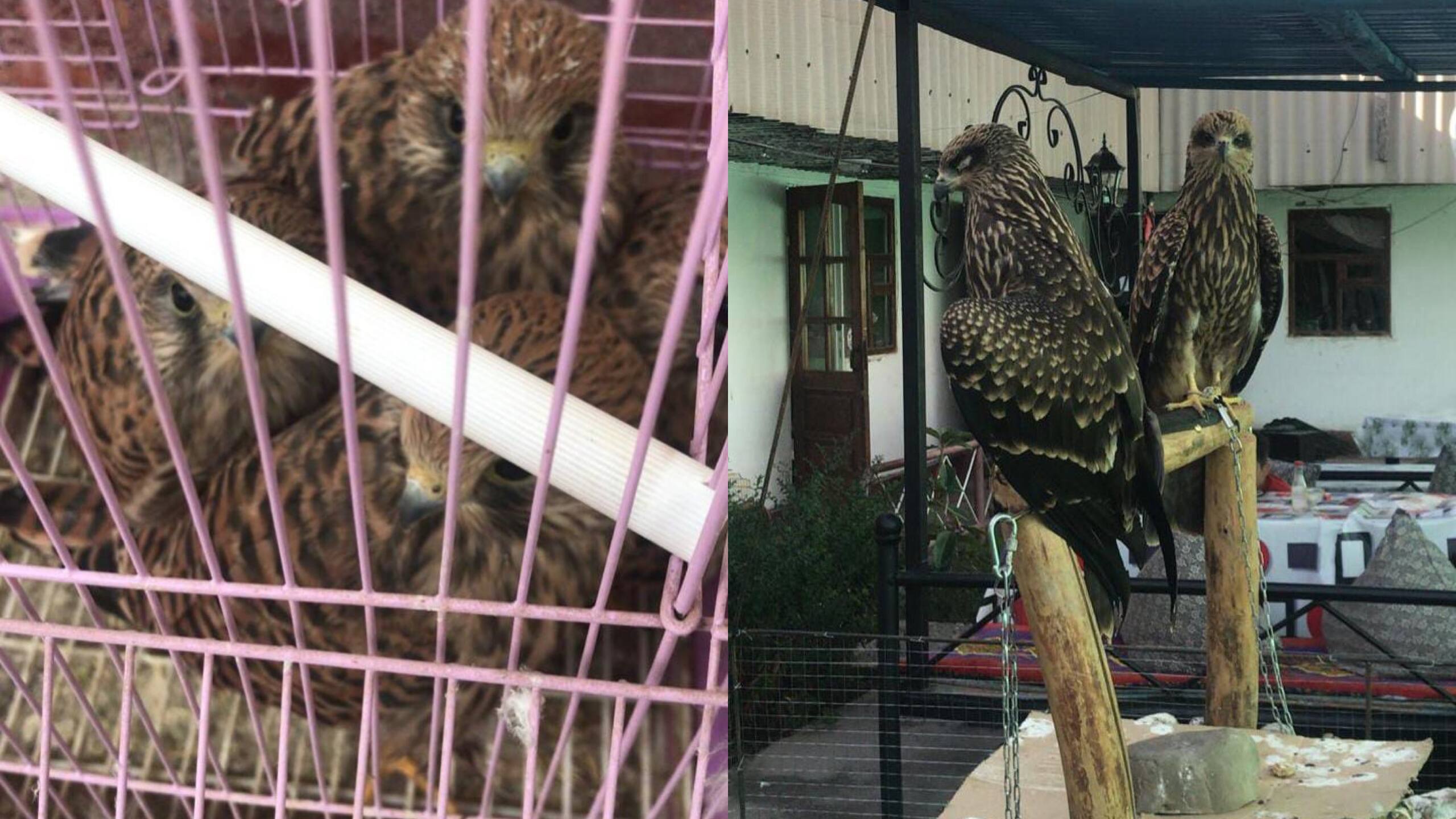 Сирек кездесетін жыртқыш құстар шайханадан табылды