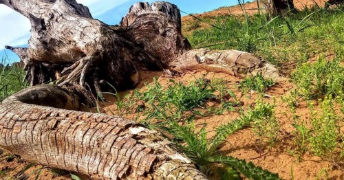 Өңірде күрделі экологиялық мәселе көп