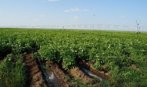 Павлодар облысында 200 мыңға дейін суармалы жерді іске қосу жоспарлануда