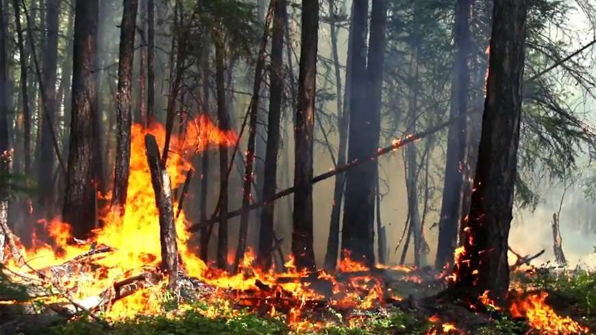 Тілсіз жаудың тақсіреті