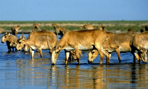 Биыл Қорғалжын қорығында киік үш есе көбейді