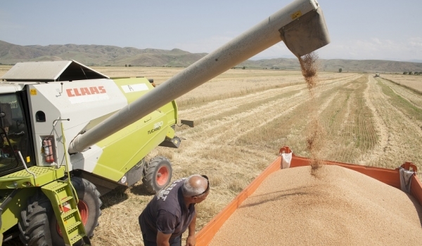 Жетісуда жиын-терін қарқынды жүріп жатыр