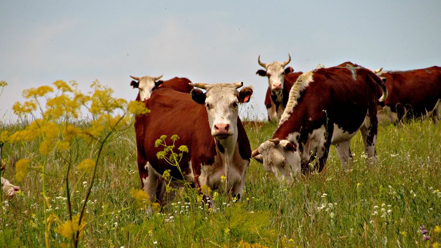 Экологиялық өнім һәм экономикалық бренд