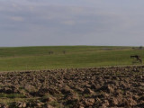 Ордабасыда игерілмеген 2300,2 гектар жер мемлекеттің жер қорына қайтарылды