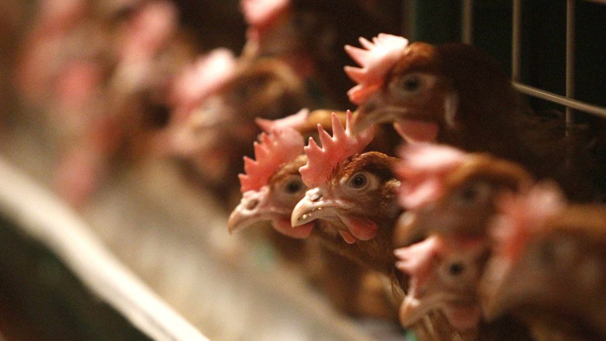 Қазақстанның тағы үш облысында құс тұмауы тіркелді