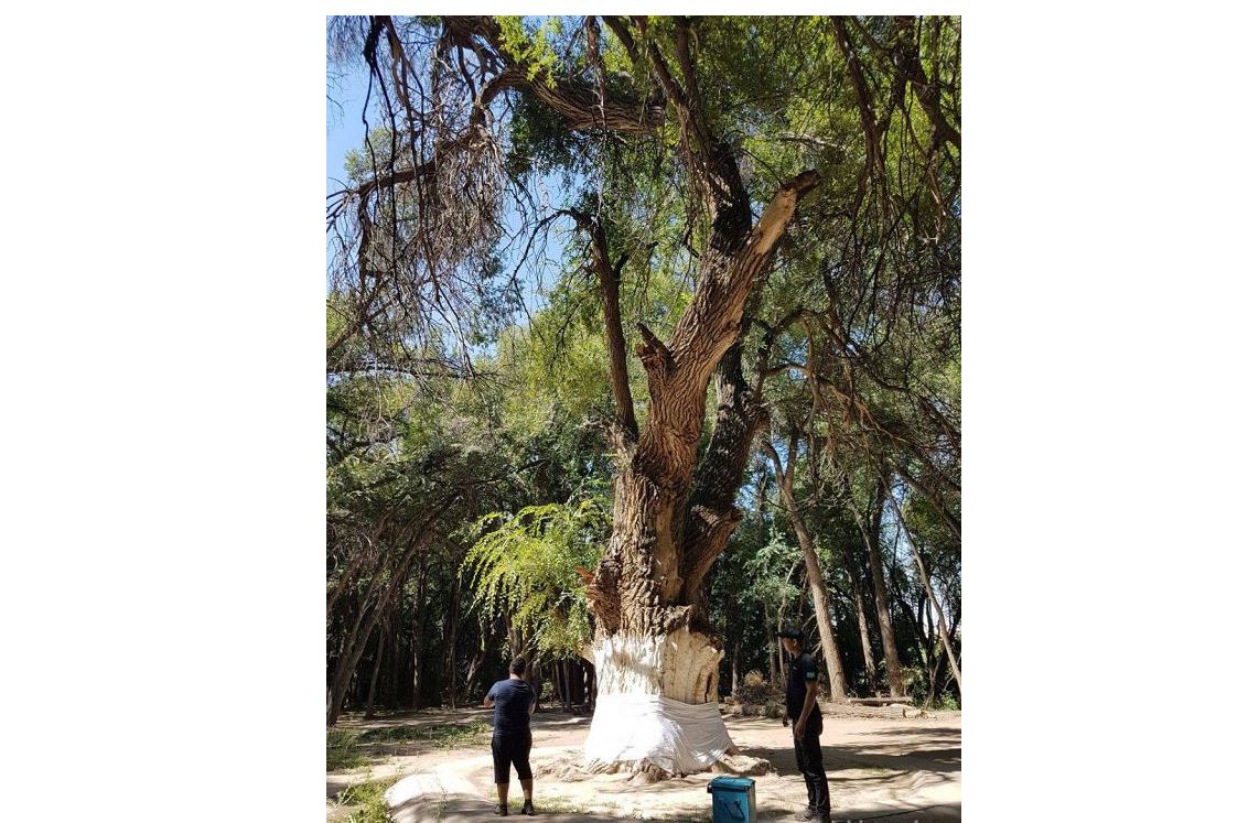 Әулиеағаш әлі ұзақ жасайды