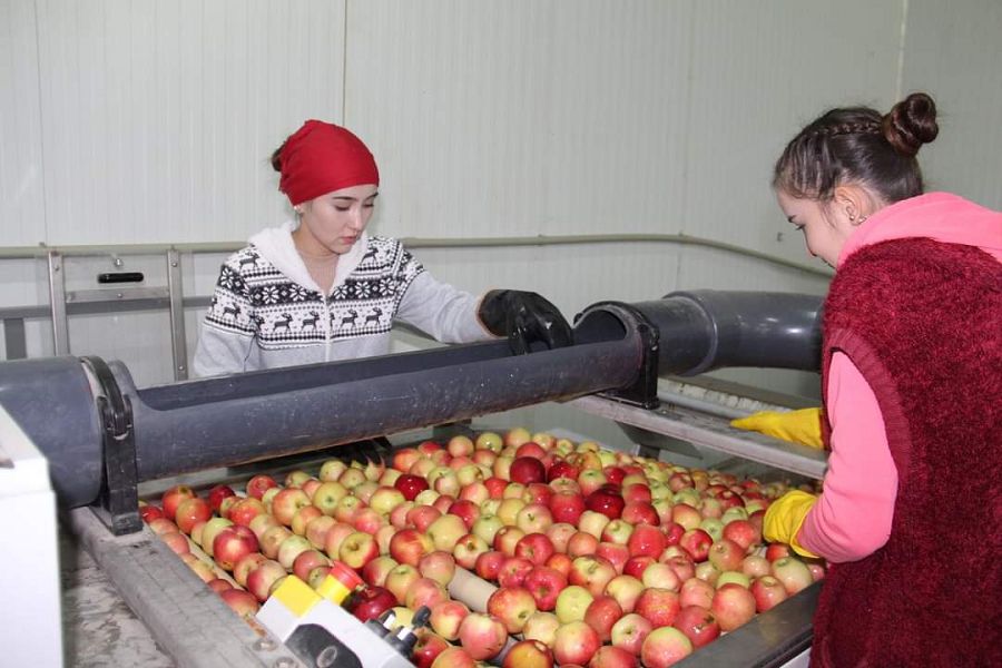 Алмалы аудан