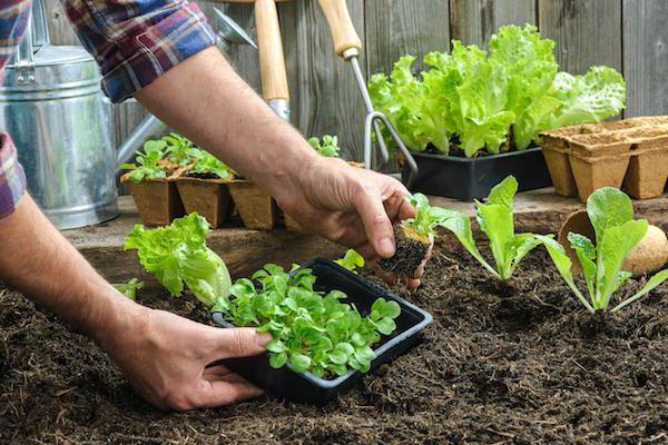 Атырауды көгалдандыруға 4,69 млрд теңге бөлінді