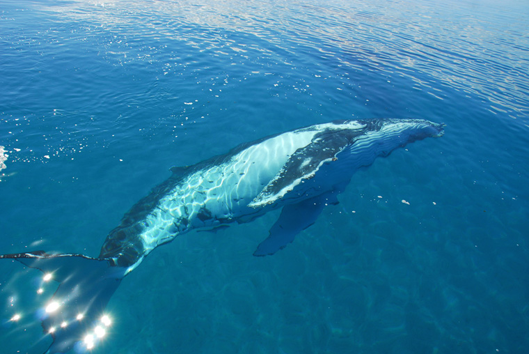 Аустралияда кит қырылды