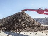 Биыл Алматы облысында шамамен 42 мың тонна қант өндіріледі
