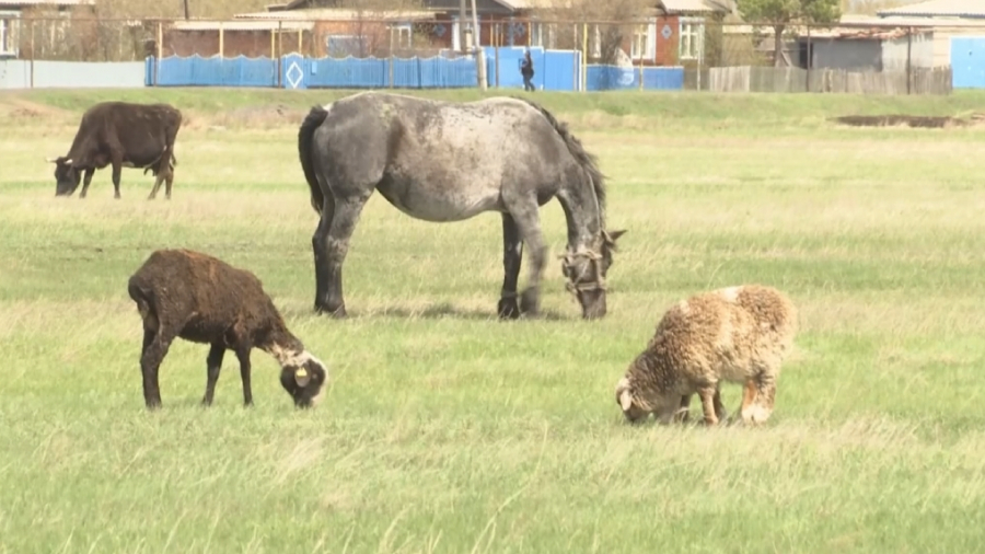 Шағын ауылдардың үлкен мәселесі  ­