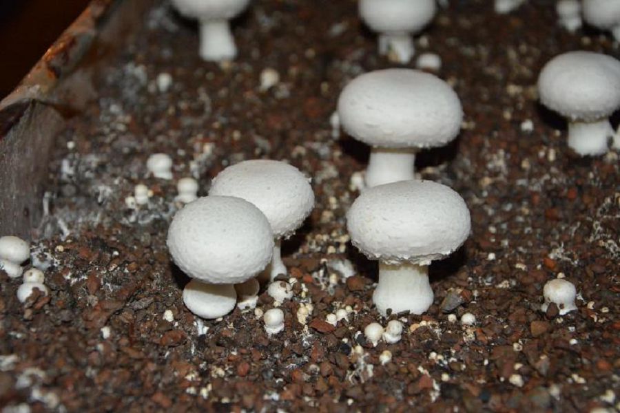 Саңырауқұлақты қалдықсыз өндіруде