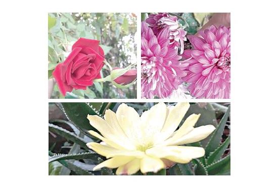 Ауылда пальма ағашы өседі