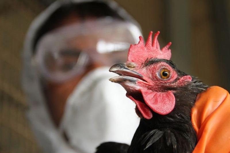 Төрт өңірде құстың қырылуы тоқтады