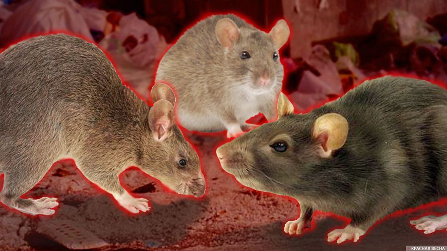 Кеміргіштер қауіп туғызуда