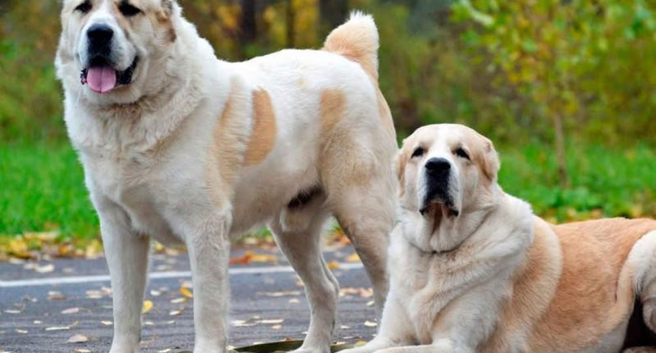 Әлемдегі ең үлкен мүшесі порно видео