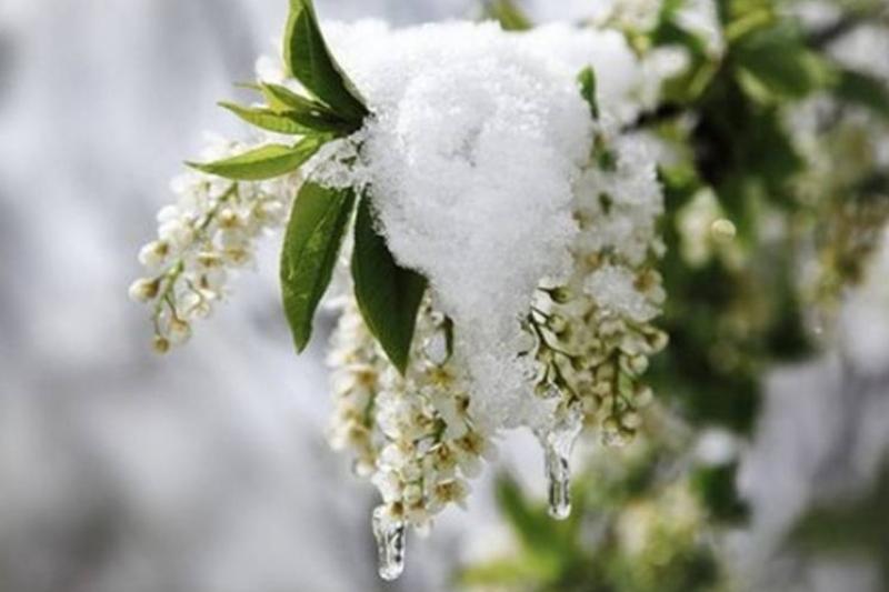 Бүгін елімізде қар аралас жаңбыр жауады