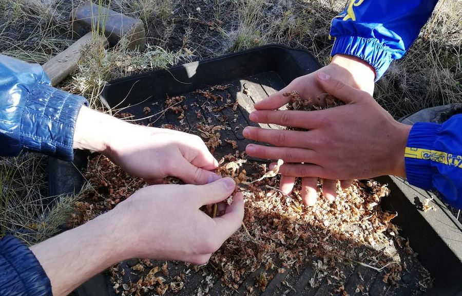 Мияны қолдан өсірмек