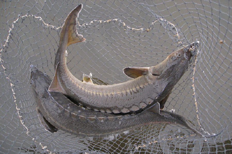 Бекіре «барымталаған» браконьерлер бағалы балықтың қорына қырғидай тие бере ме?