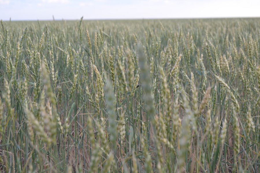 Газдандыру ісінде түйткілді тұс көп