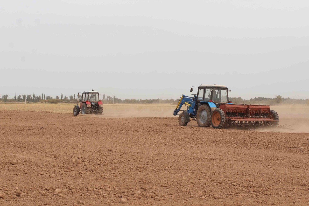 Т.Рысқұлов ауданында рапс дақылы көптеп егілуде