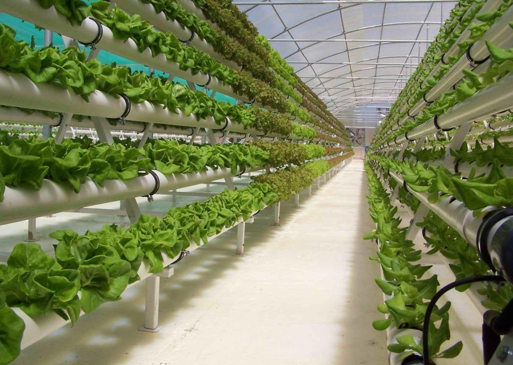 Мұнайлыда гидропоника саласы дамып келеді