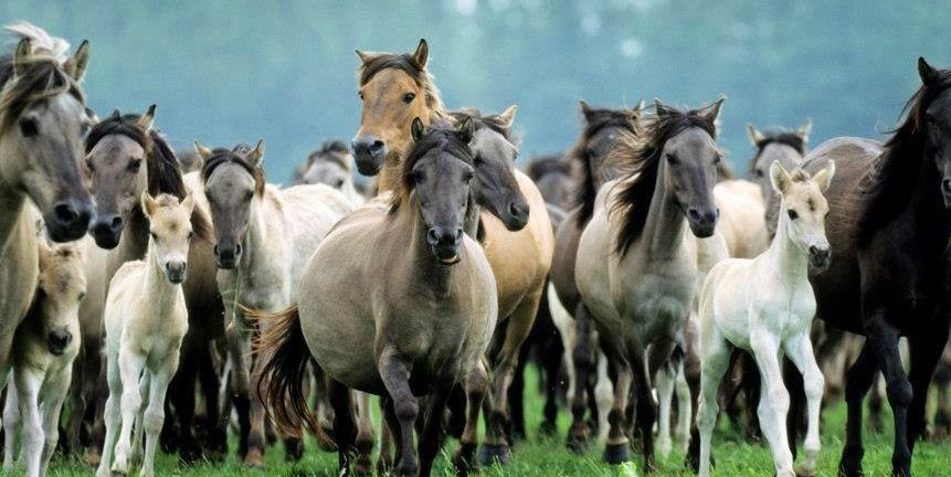 Қазақтың жылқы түстеу және жасын анықтау ілімі