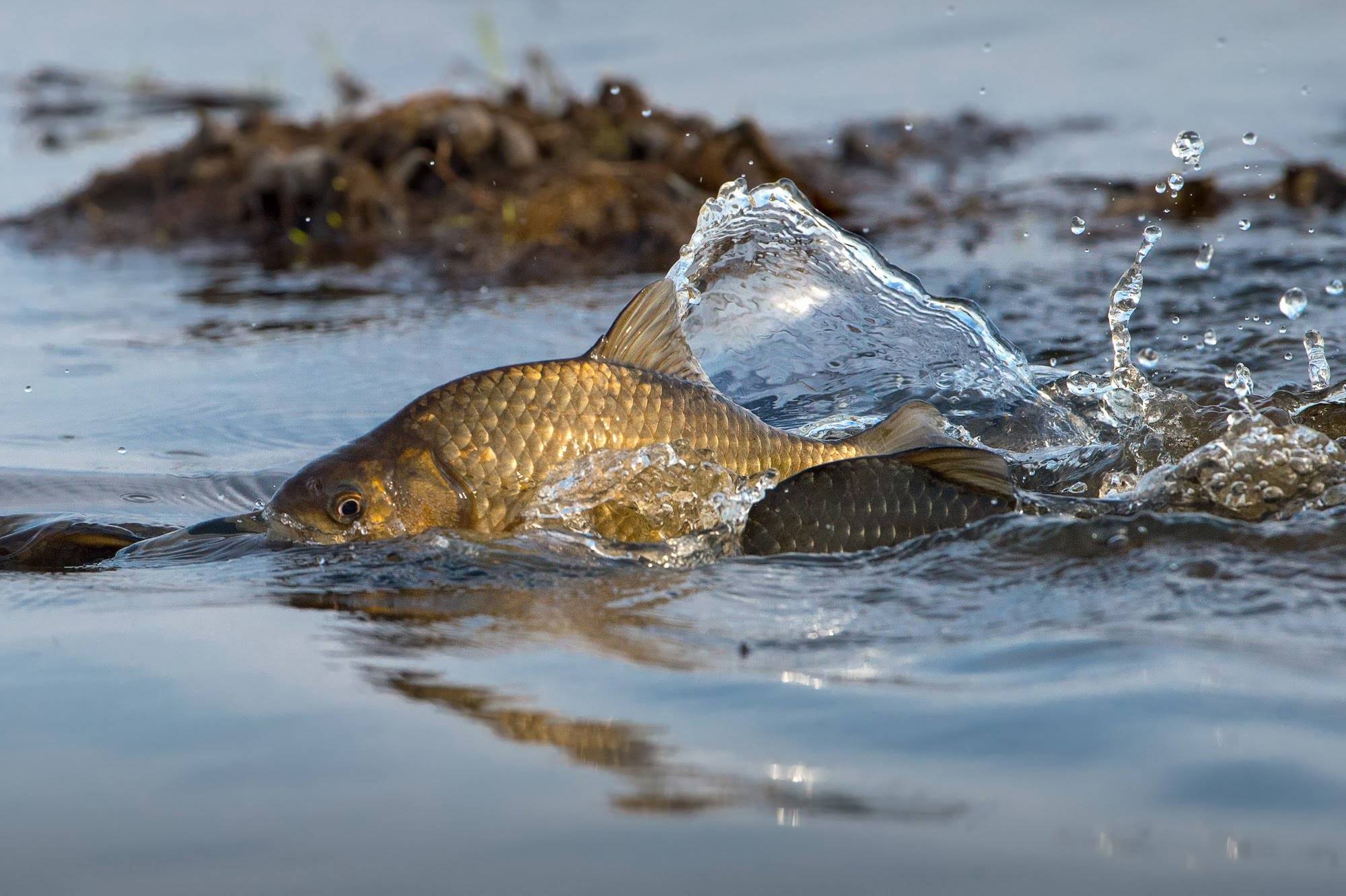 Балық өңдеу ісіне басымдық берсек