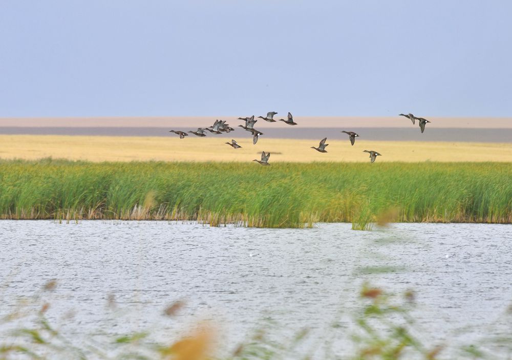 Жайықтың экожүйесін сақтауға бағытталды
