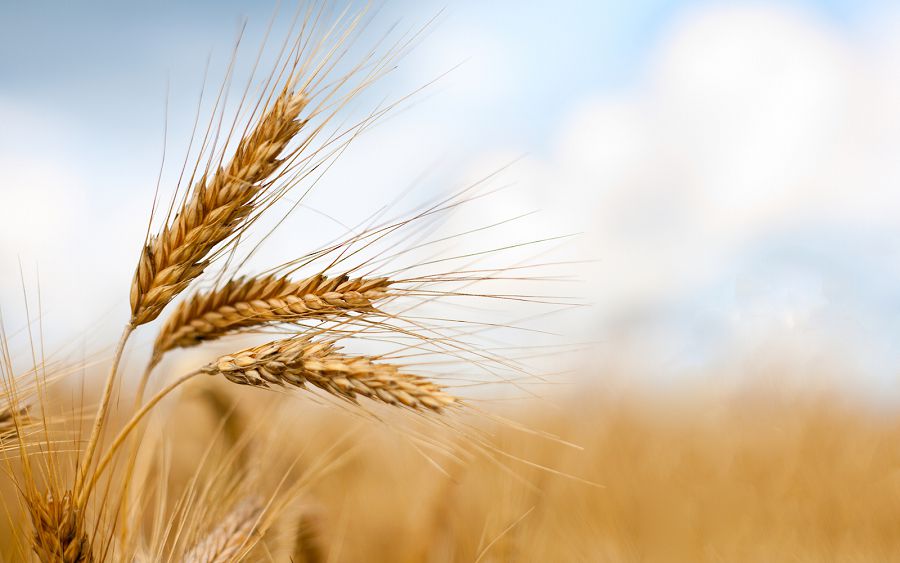 Биыл бидай сапасы жоғары