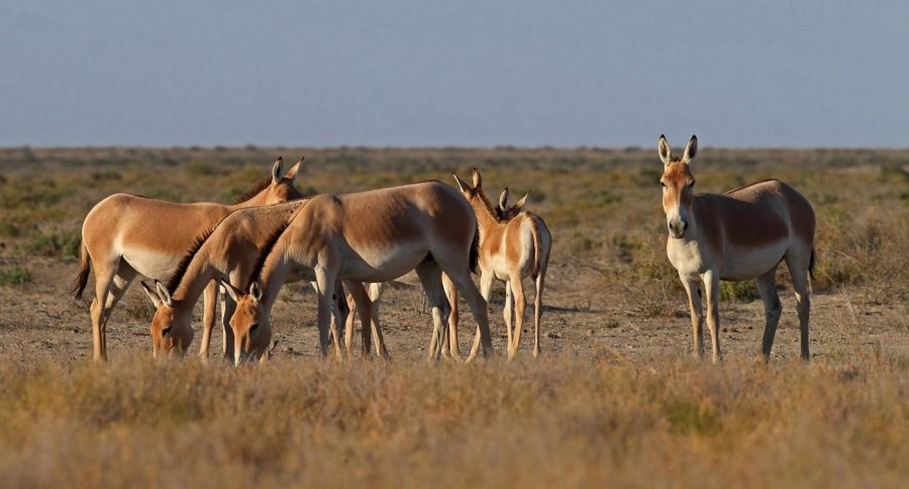 Хатшының үстелінің астындағы порно