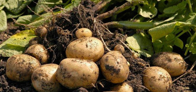 КСРО-да туған