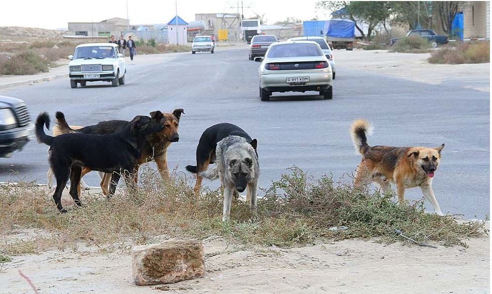 Атырауда екі жасар баланы қабаған ит талады