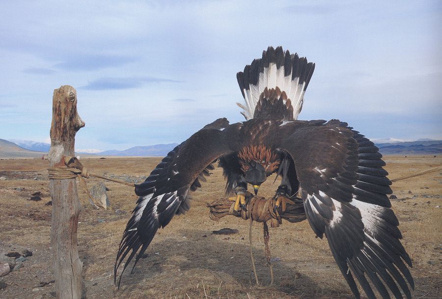 Бүркітті ырғаққа отырғызу