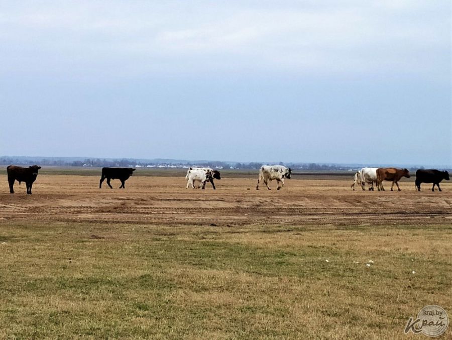 Ауылға қамқор Ақпанов әулеті