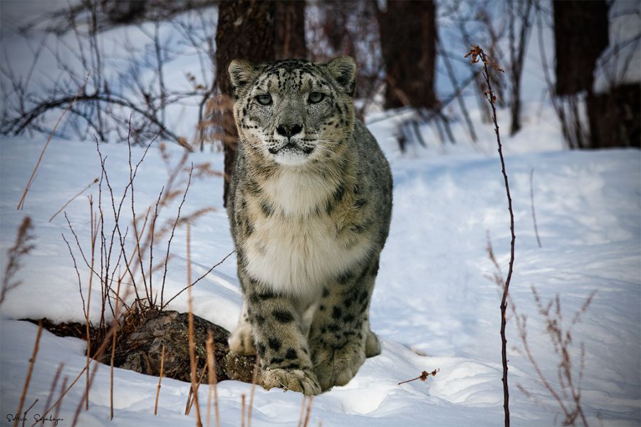 Тауында ілбіс жортқан Алматы мемлекеттік қорығының экожүйесі қалай қорғалуда?