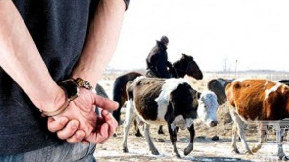 Мал ұрлығы көптің көңілін күпті етуде