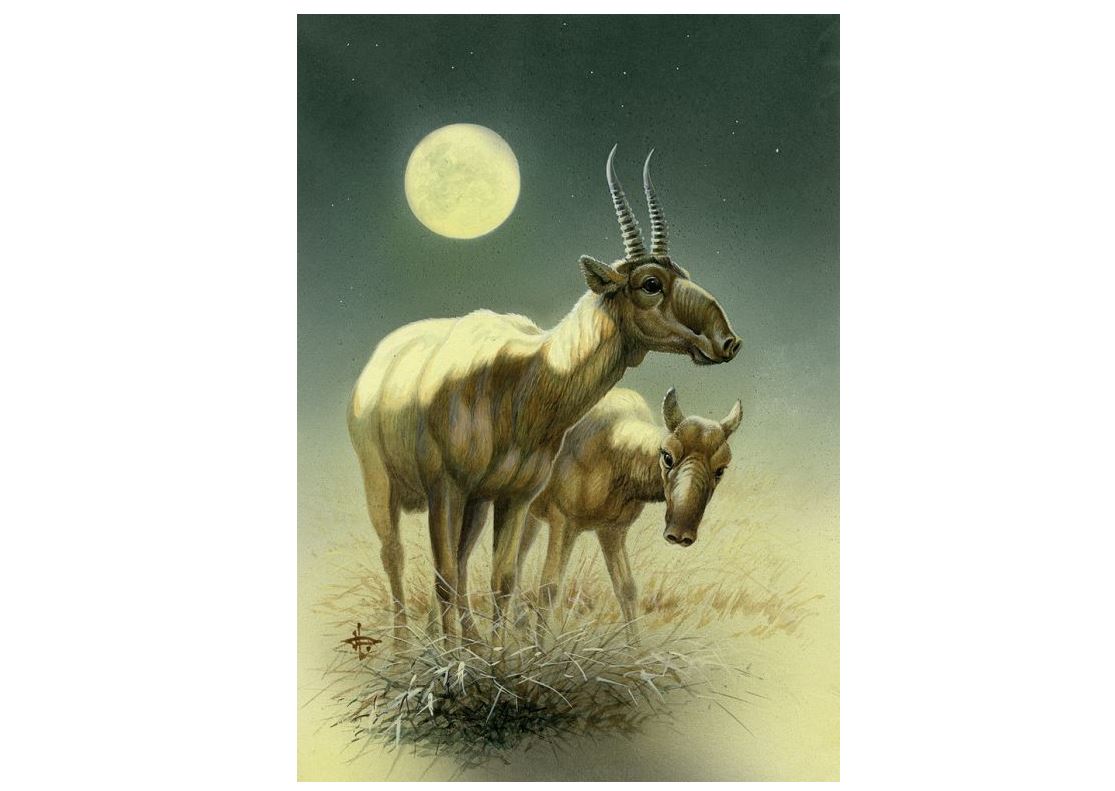 «Киік» акциясы басталды