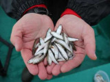 Қазақстанның су айдындарында 85,2 млн шабақ құтқарылды
