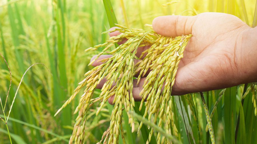 Күріш өндірісінде күрмеулі мәселе көп