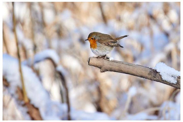 Тәңіртаудың таңшымшығы Семейде жүр